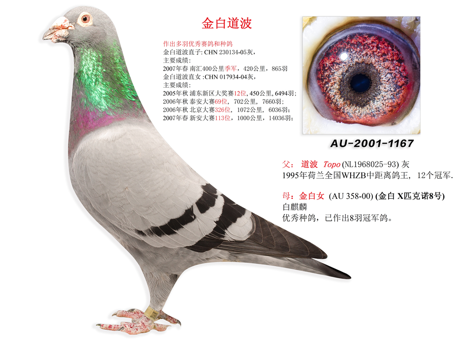 新大陆联合鸽舍