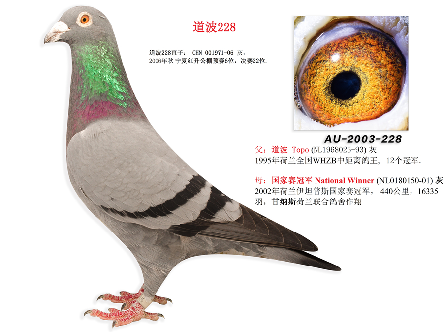 新大陆联合鸽舍