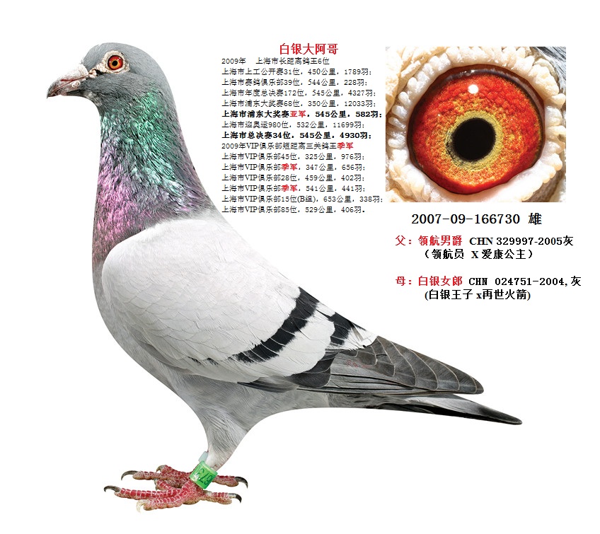 新大陆联合鸽舍