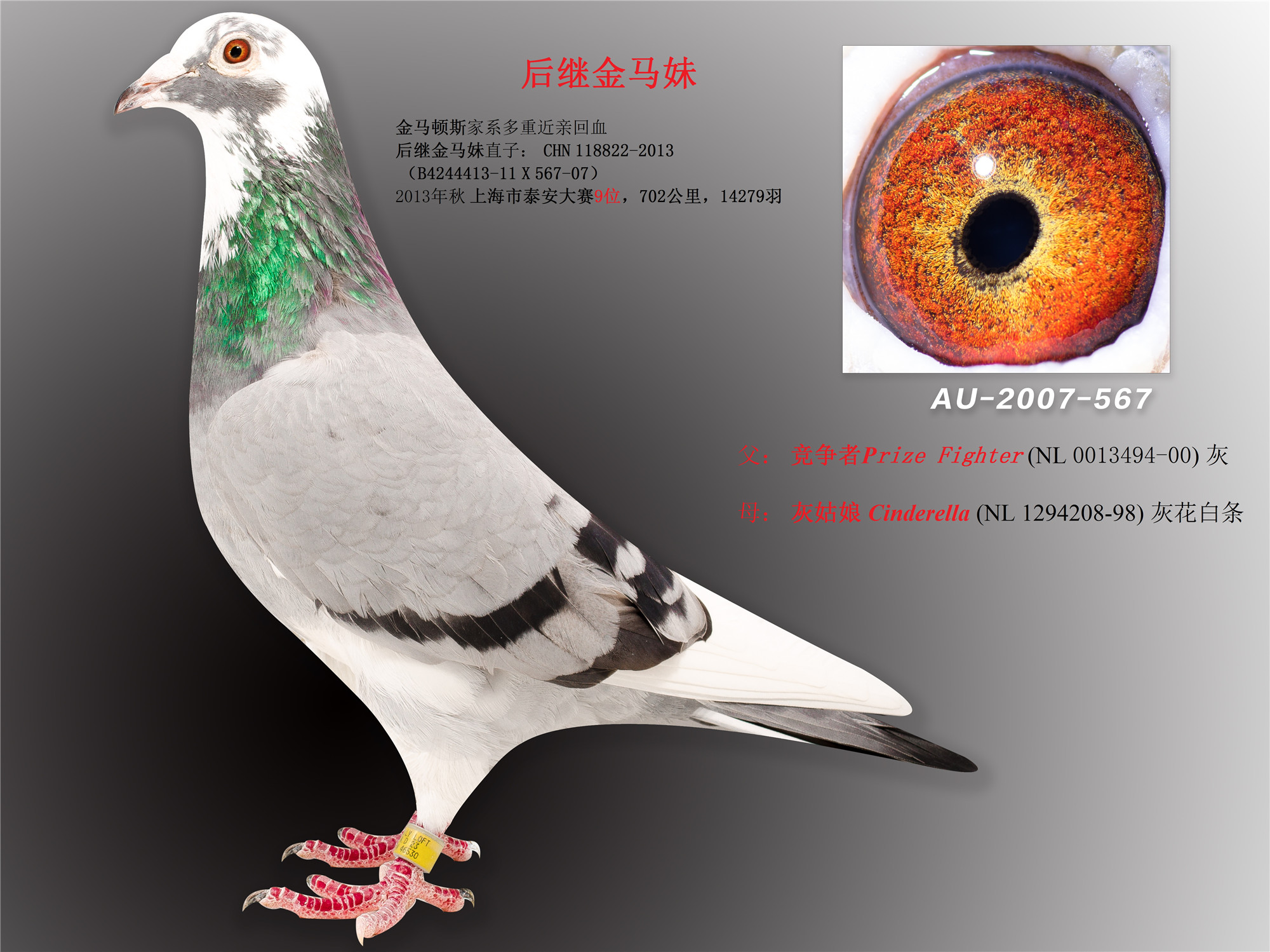 新大陆联合鸽舍