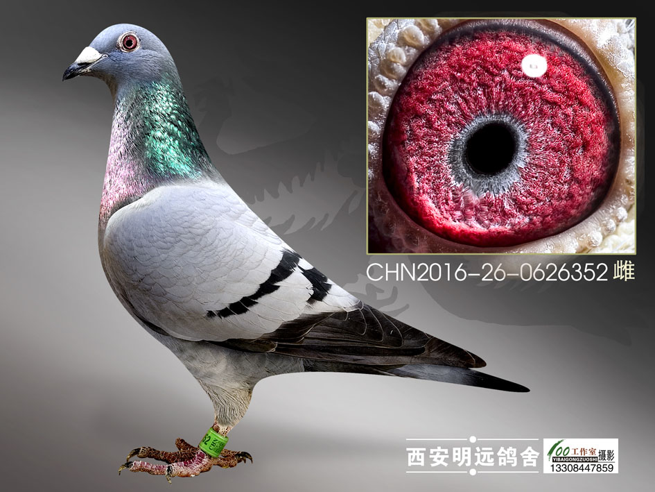 传奇05家族_西安明远亮剑赛鸽_ag188.com爱鸽商城_中国信鸽信息网