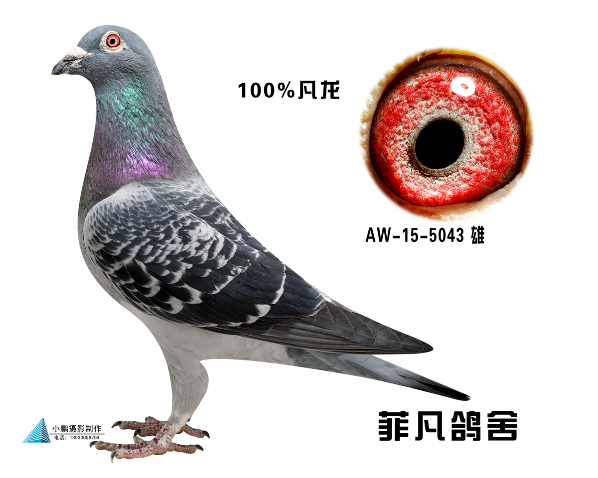 100%凡龙_菲凡鸽舍-中信网爱鸽商城