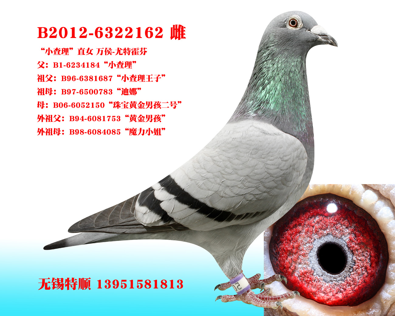 万侯原环_无锡特顺鸽舍_ ag188.com爱鸽商城_中国信鸽信息网