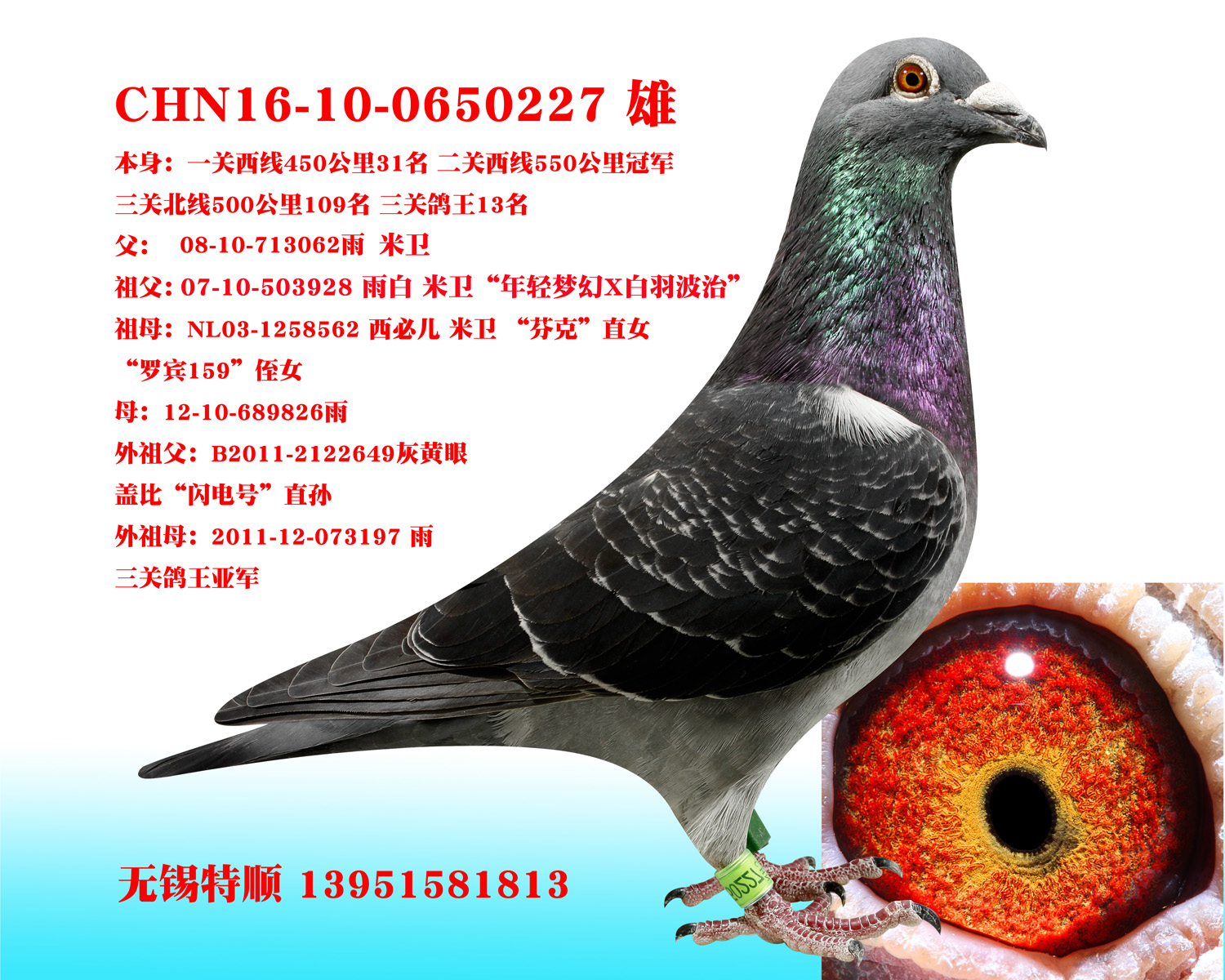 com爱鸽商城_中国信鸽信息网