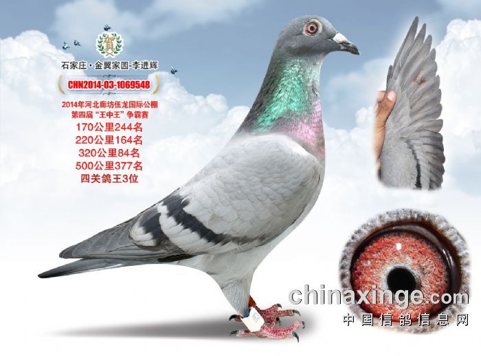 四关鸽王季军_金翼家园石家庄分舍_ag188.com爱鸽商城_中国信鸽信息网