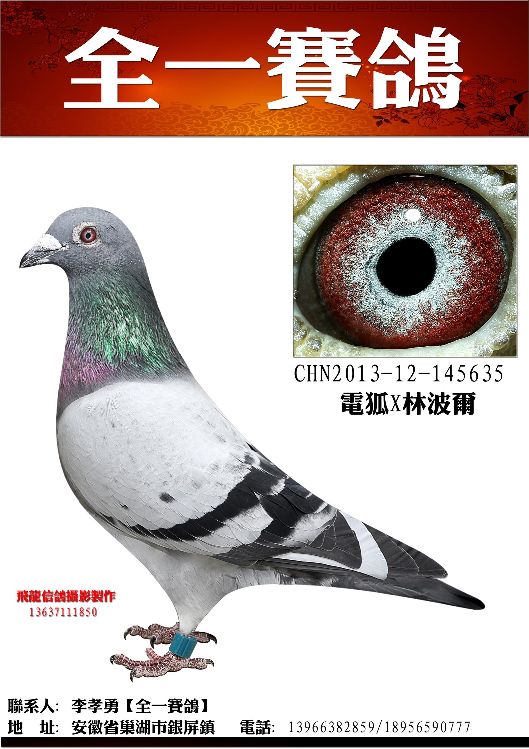 全一赛鸽/留种鸽