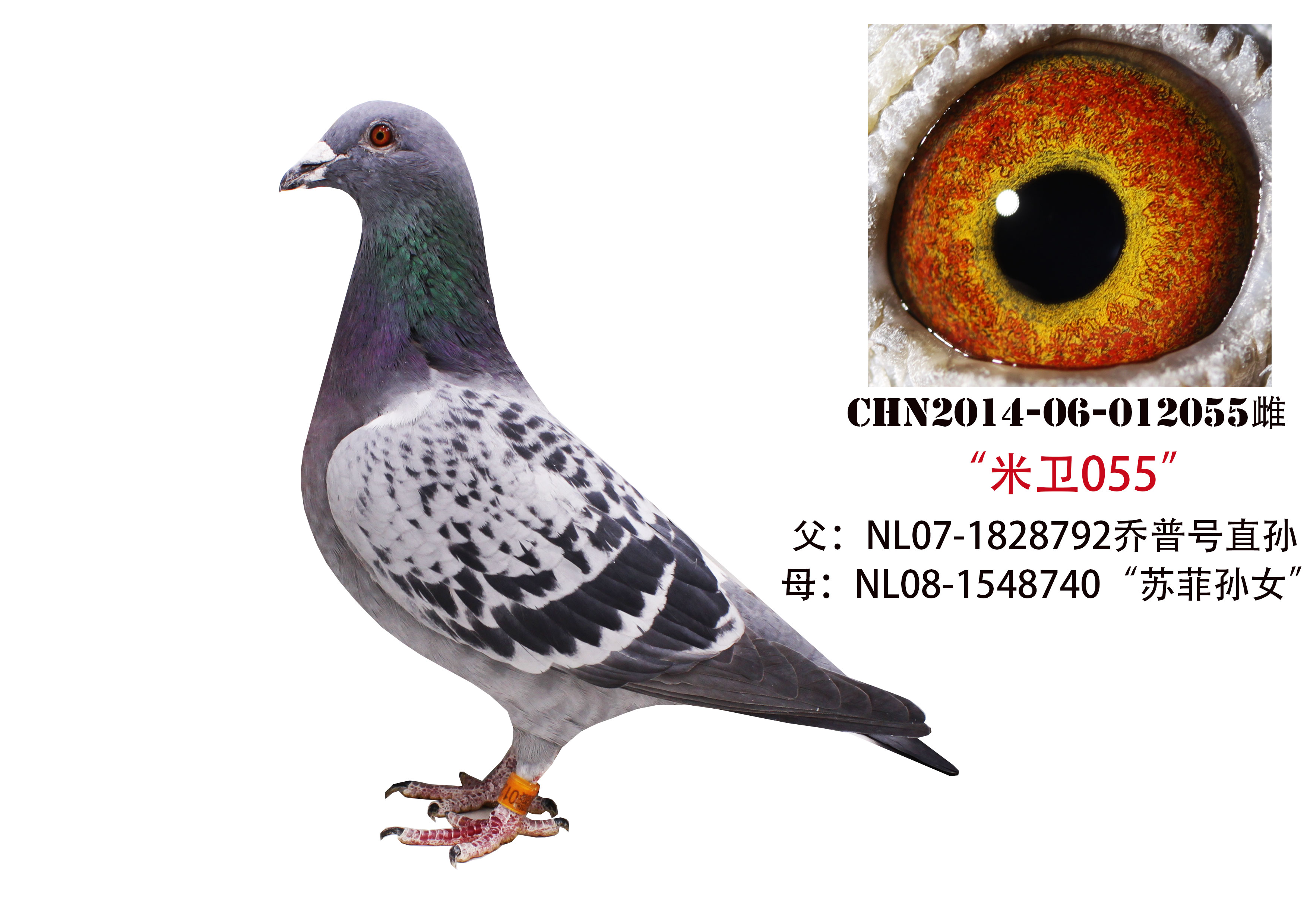 彼得.米卫055_沈阳梦工厂鸽业-中信网爱鸽商城