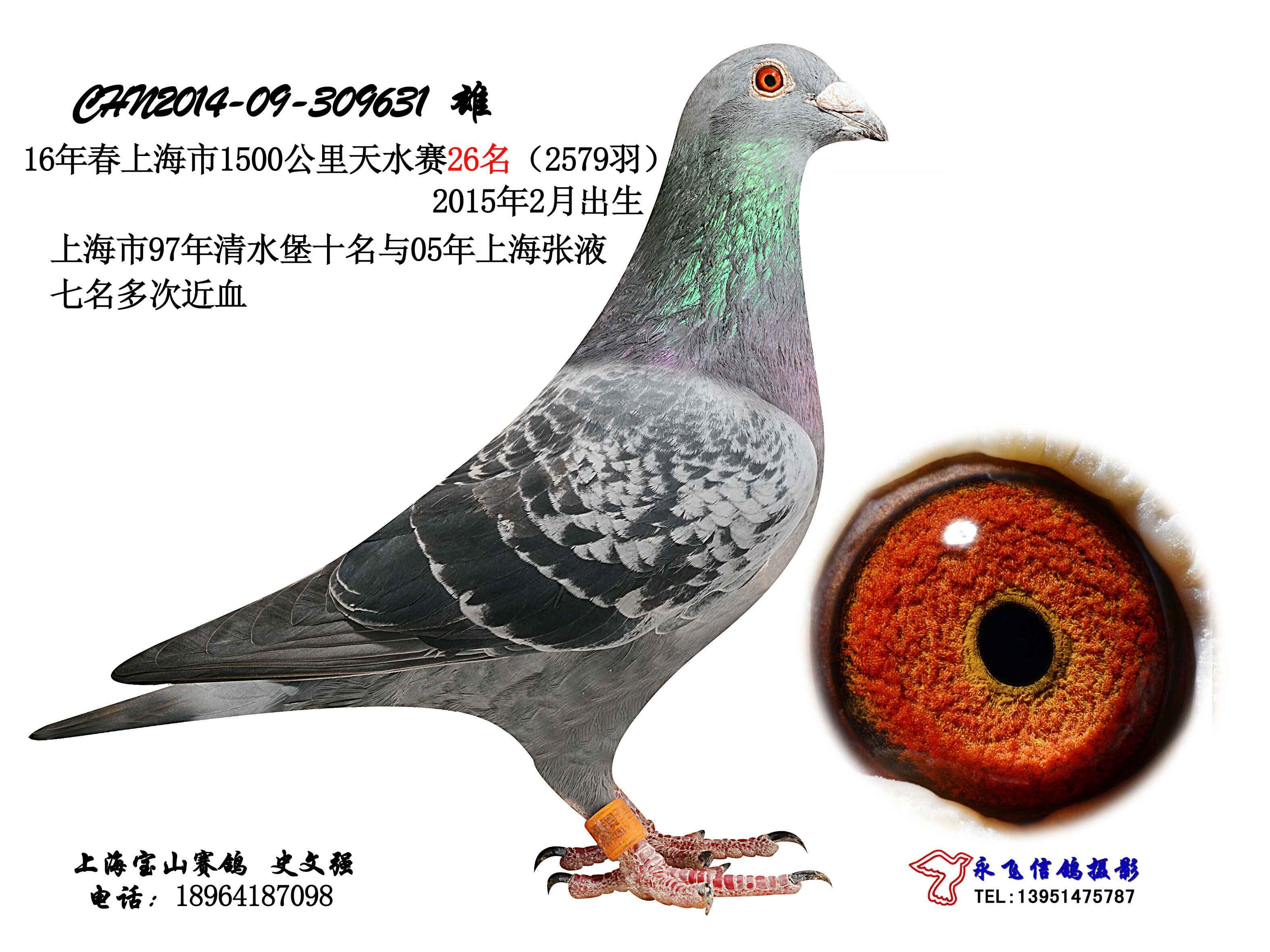 2016年上海市天水1500公里26名_上海宝山赛鸽_ ag188.