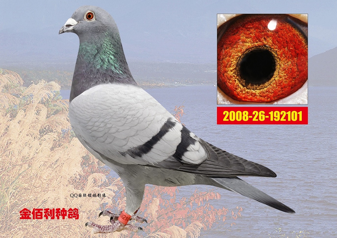 胡本"380"现存唯一最年轻直孙女