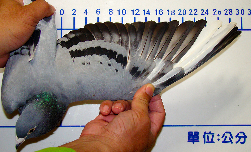 小达摩系鸽系神奇119图图片