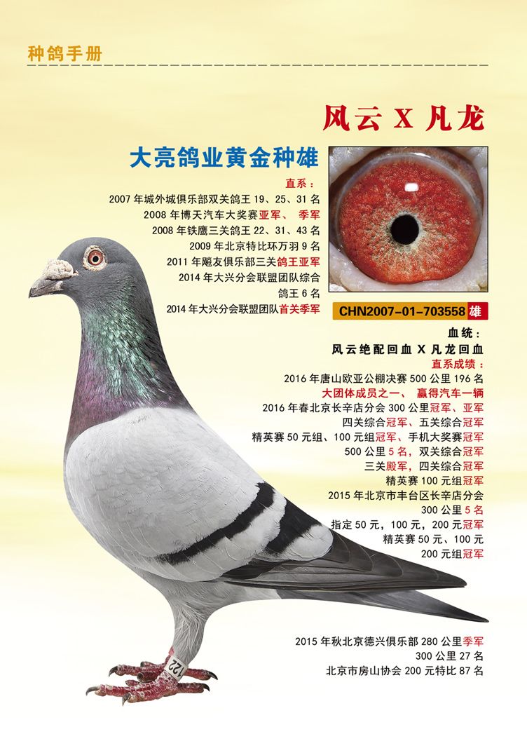 com爱鸽商城_中国信鸽信息网