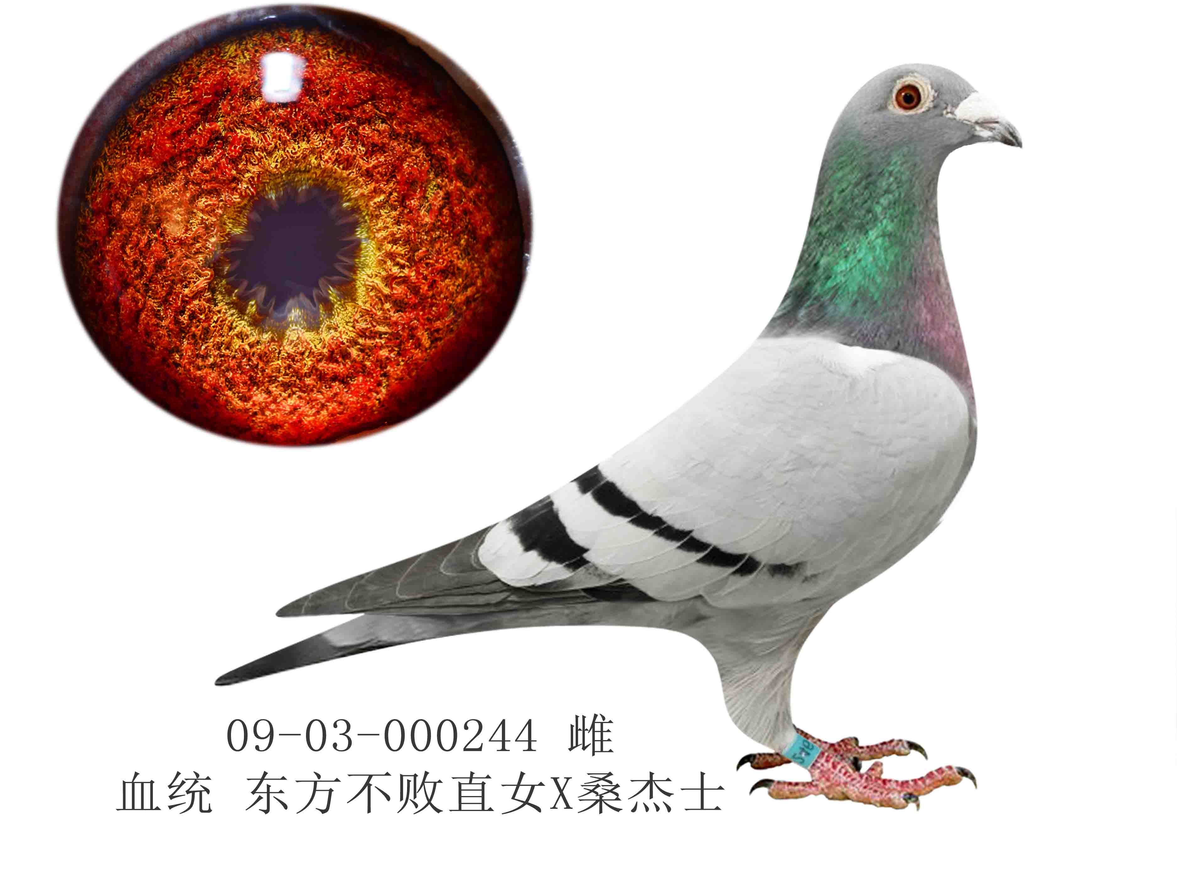 令狐冲【东方不败直孙】