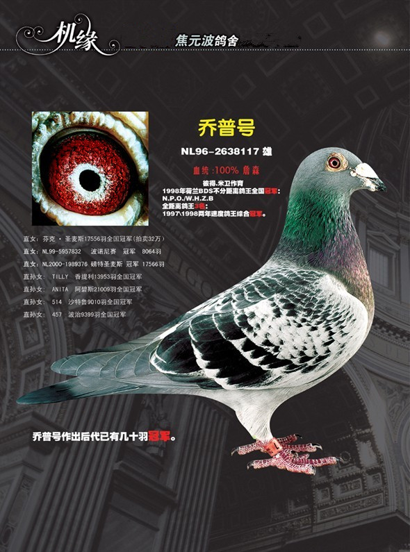 彼得米卫joop乔普号最佳直子—六号乔普