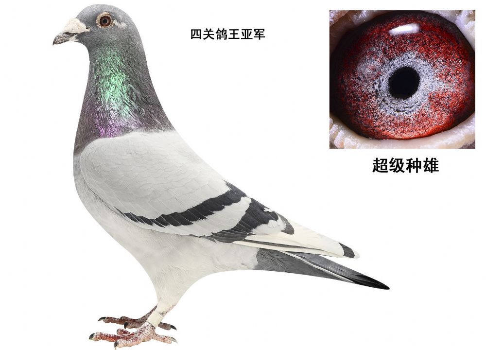 凡龙73直系