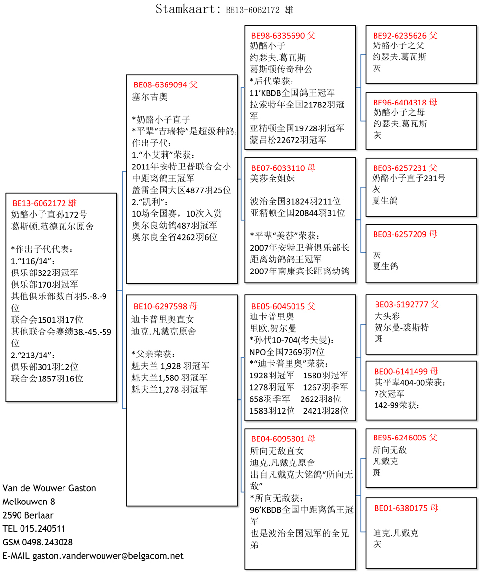 奶酪小子直孙172号
