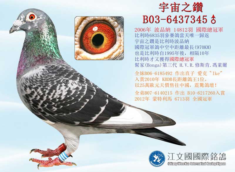 郑东龙印钞机种鸽图片图片