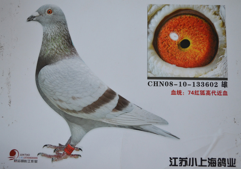 江苏小上海74红狐