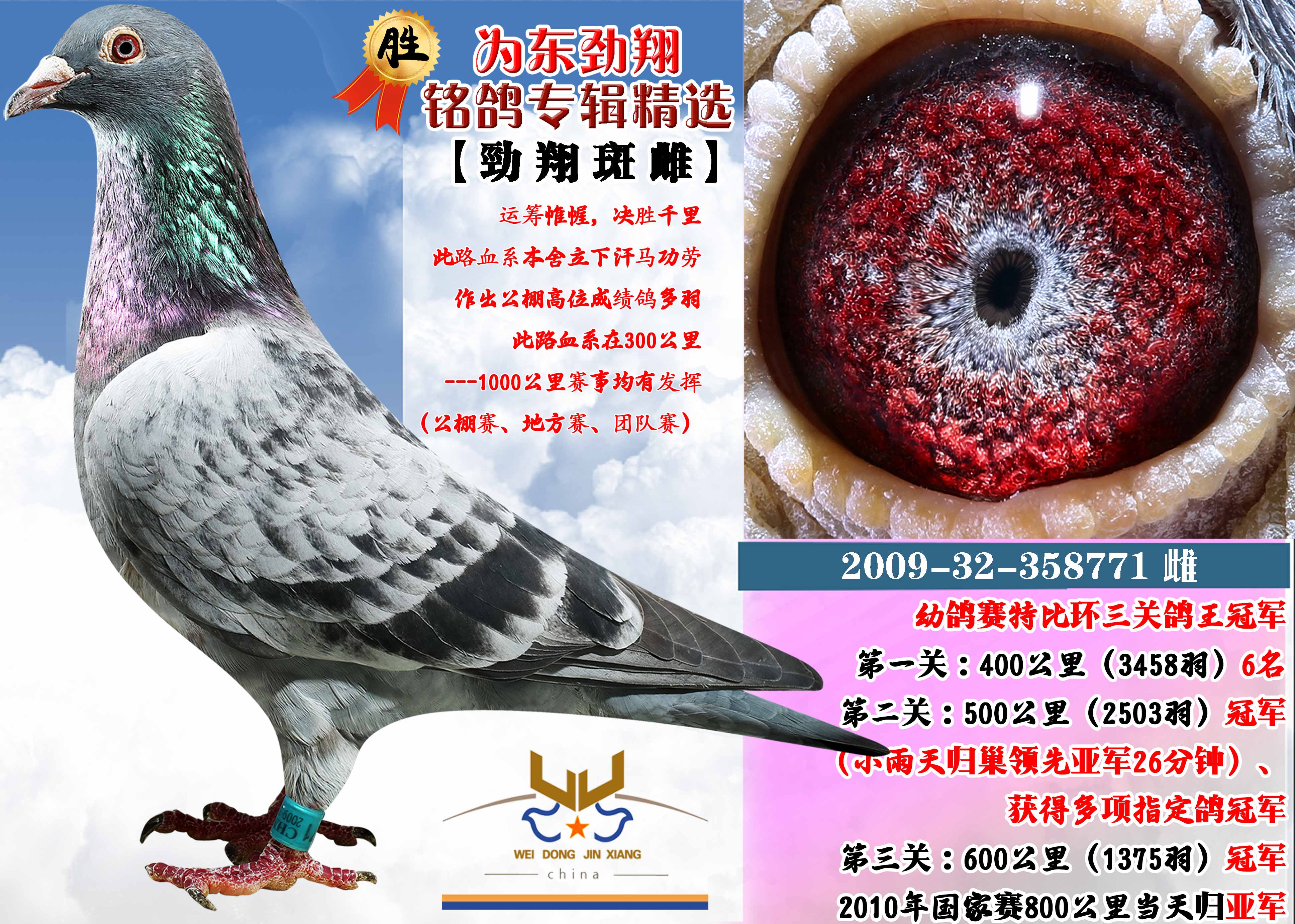 com爱鸽商城_中国信鸽信息网