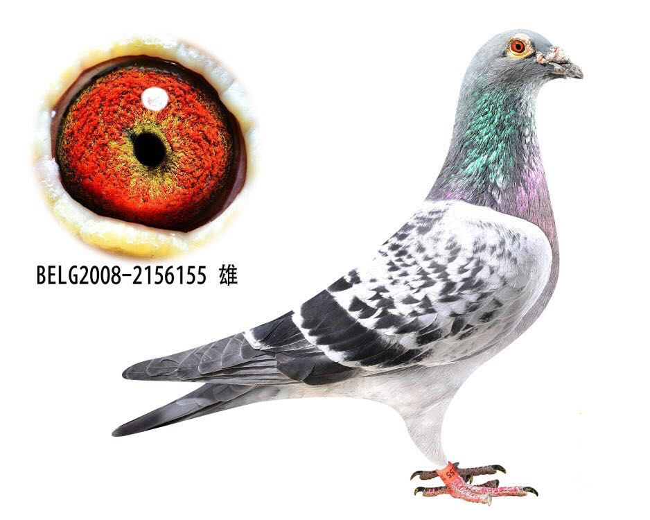 速霸龙_越云赛鸽_ag188.com爱鸽商城_中国信鸽信息网