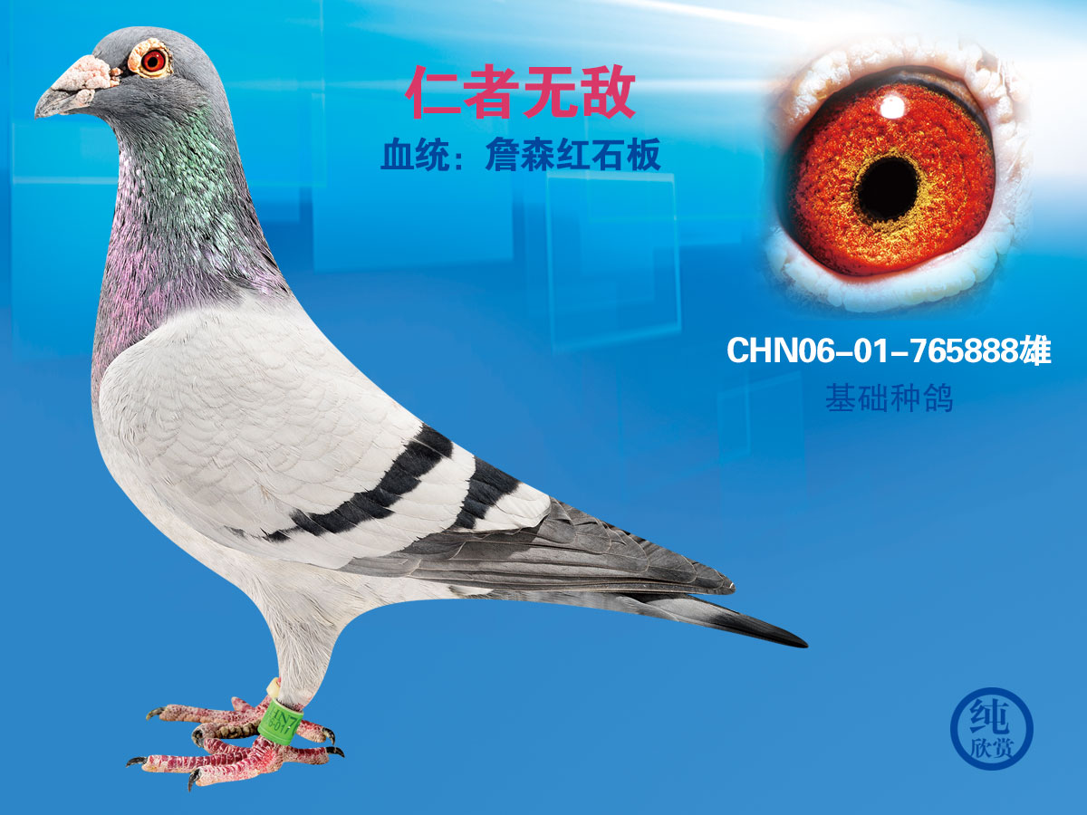 北京海尔鸽业图片