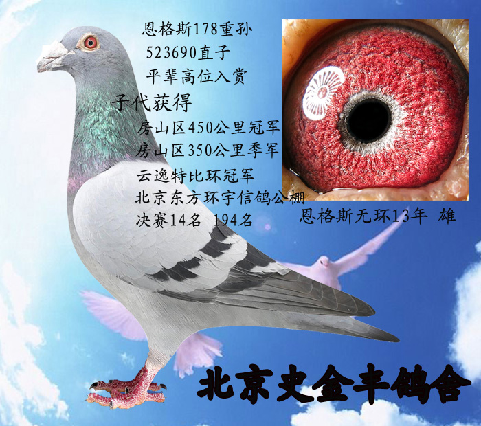 北京史金丰鸽舍