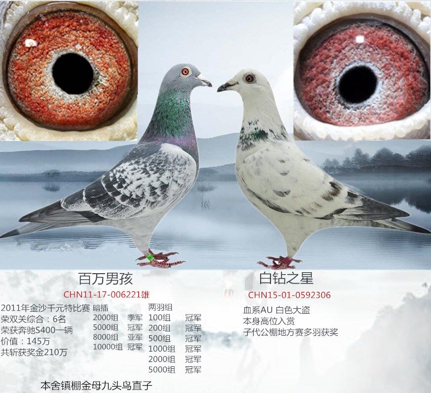 百万男孩对白钻之星.