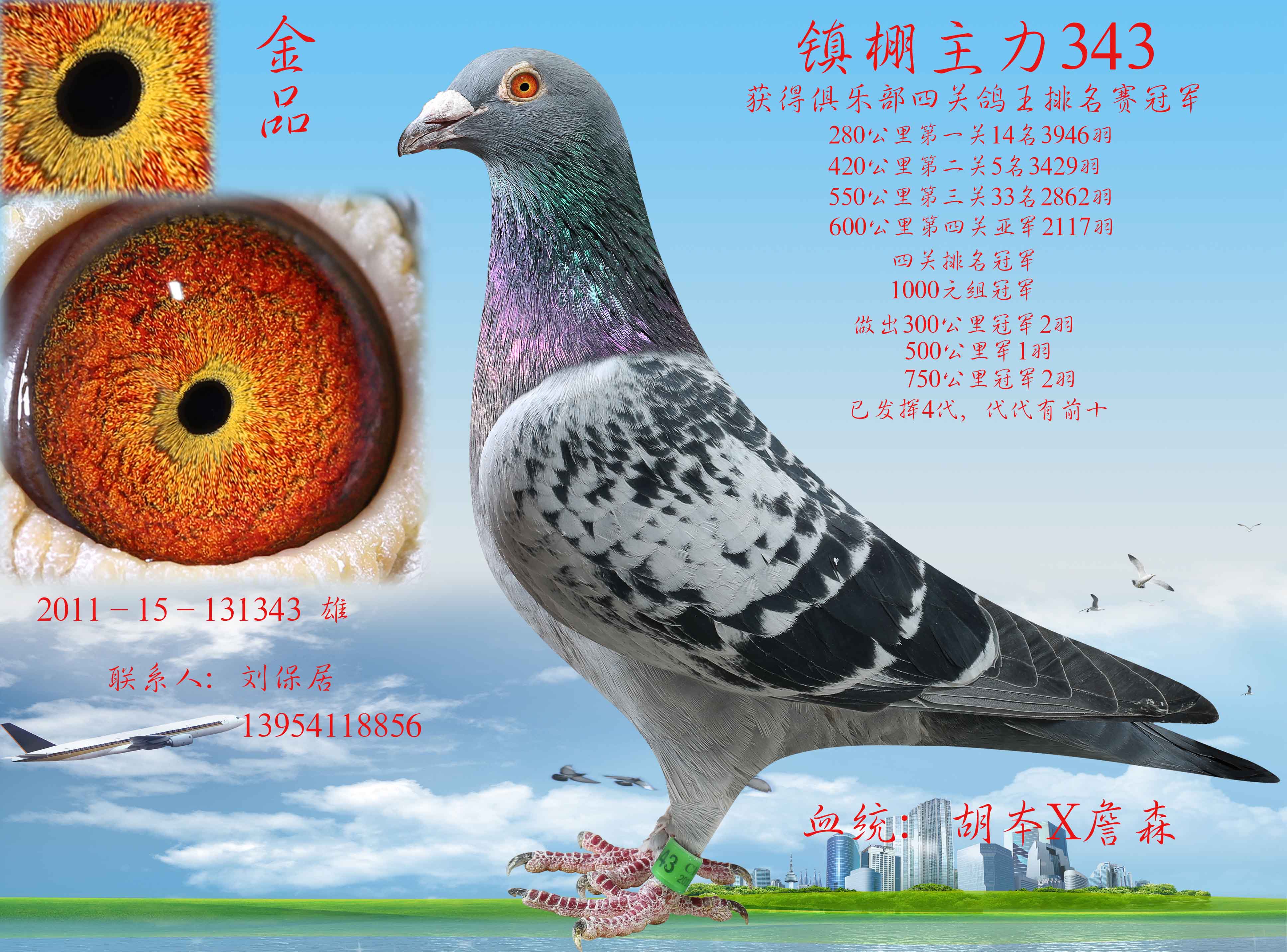 北京孔令喜鸽舍展厅图片