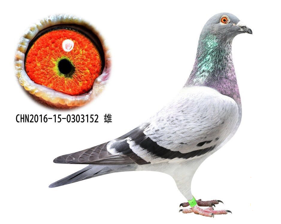 国家一号_越云赛鸽_ag188.com爱鸽商城_中国信鸽信息网