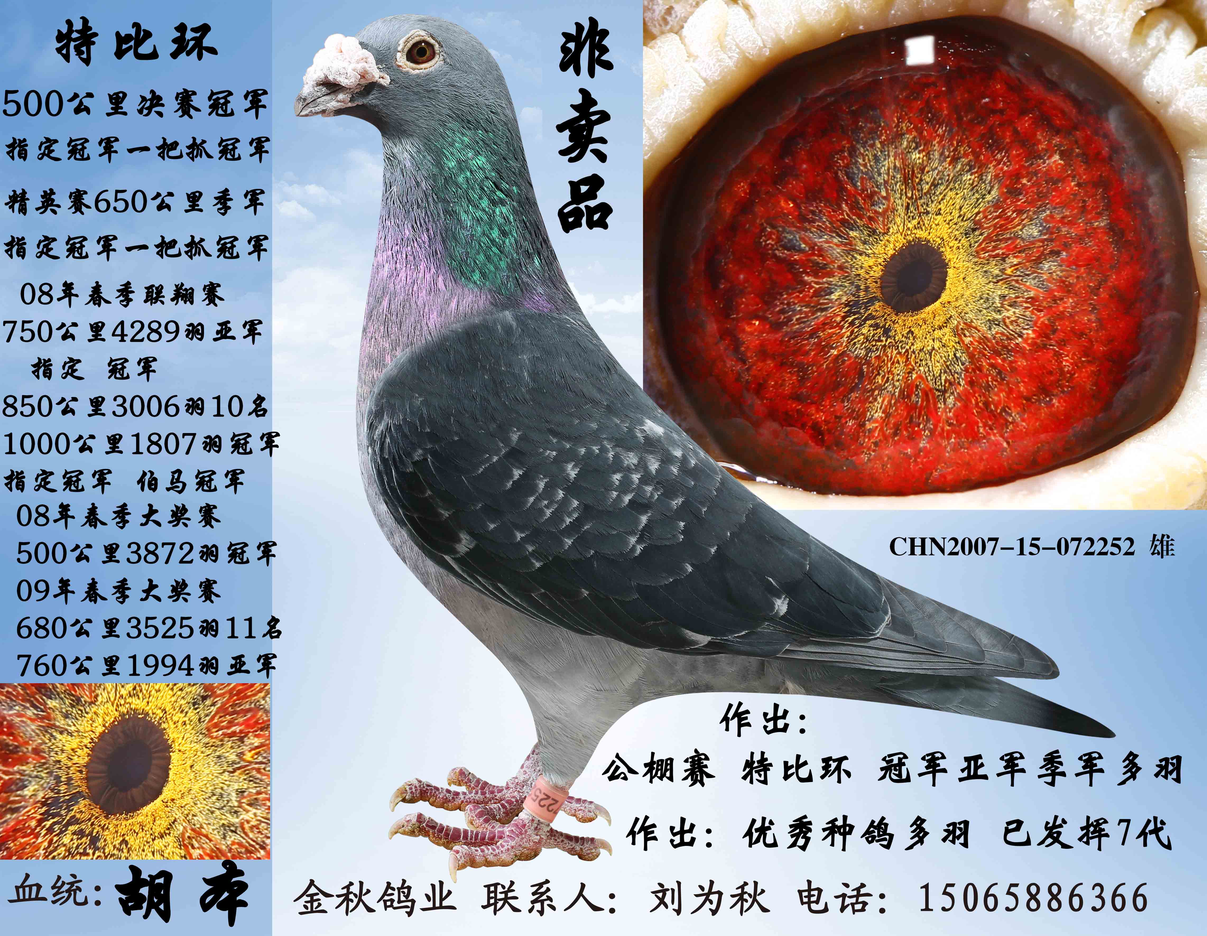 中信网铭鸽展厅- 信鸽|赛鸽|种鸽|子代鸽|外籍鸽|赛绩鸽|公棚鸽