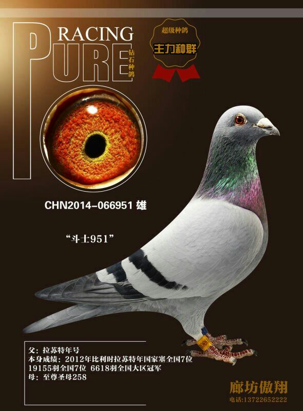 斗士951_廊坊傲翔_ag188.com爱鸽商城_中国信鸽信息网