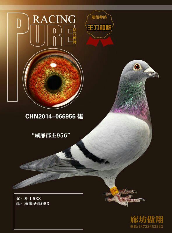 威廉956_廊坊傲翔_ag188.com爱鸽商城_中国信鸽信息网