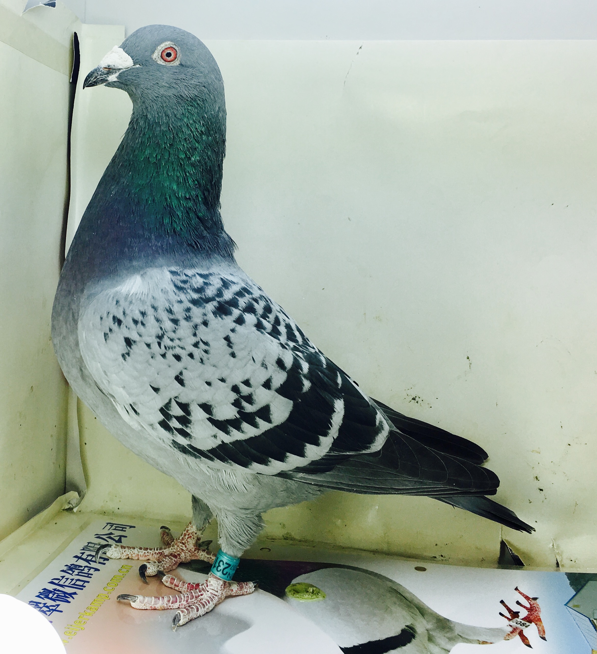 鲁道夫詹森_吉林林氏赛鸽 _ ag188.com爱鸽商城_中国信鸽信息网