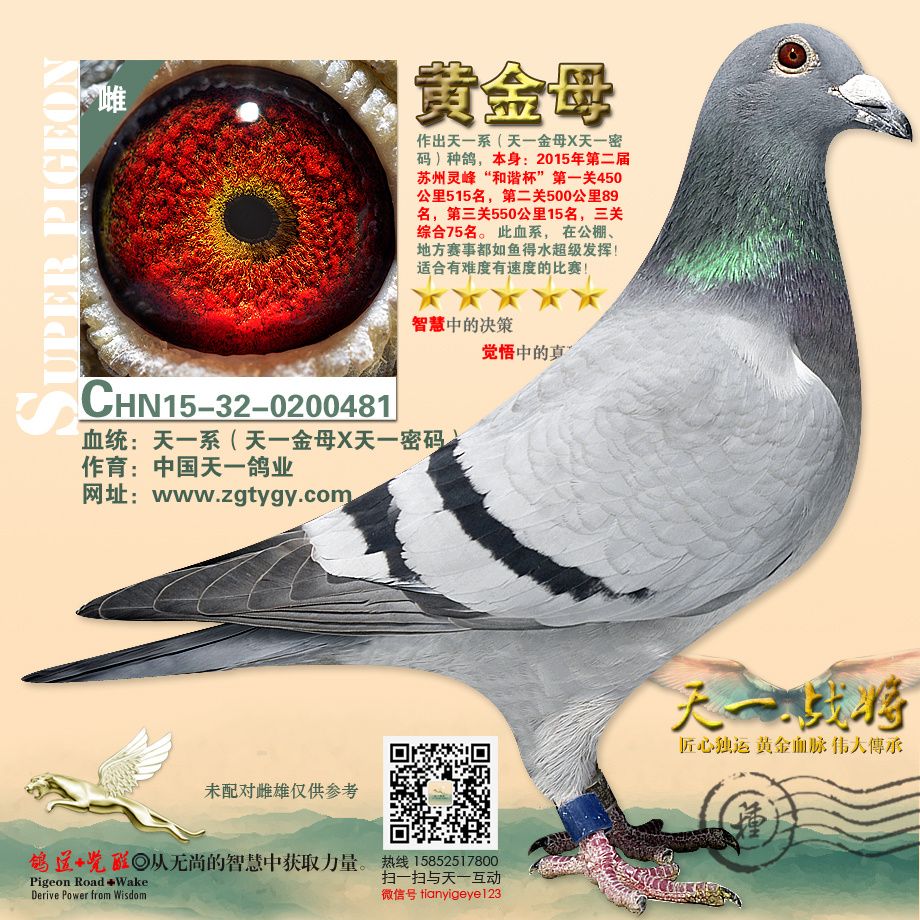 黄金母(已分享南京鸽友南先生)