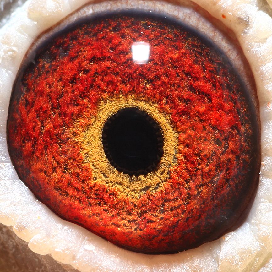 254434眼睛_吴氏父子鸽舍_ ag188.com爱鸽商城_中国信鸽信息网