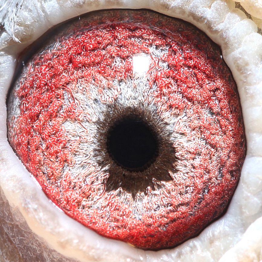 540744眼睛_吴氏父子鸽舍_ ag188.com爱鸽商城_中国信鸽信息网