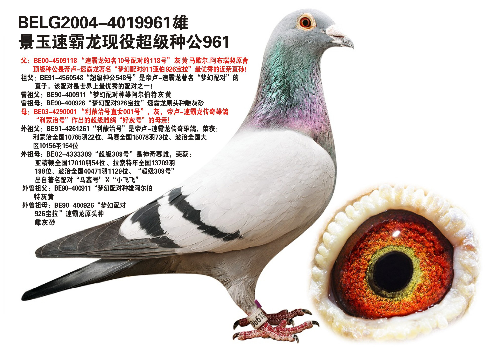 闪电天翼"速霸龙"0482