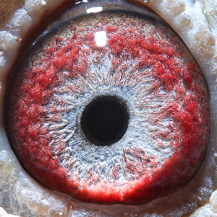 桑杰士_天下铭鸽_ ag188.com爱鸽商城_中国信鸽信息网