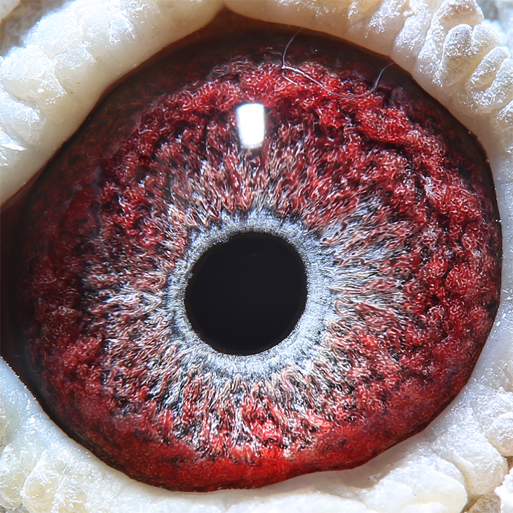 桑杰士_天下铭鸽_ ag188.com爱鸽商城_中国信鸽信息网