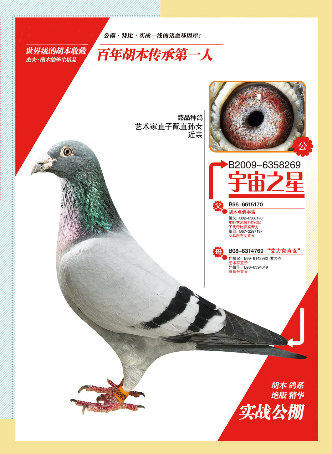 小宇宙之星"100%胡本"