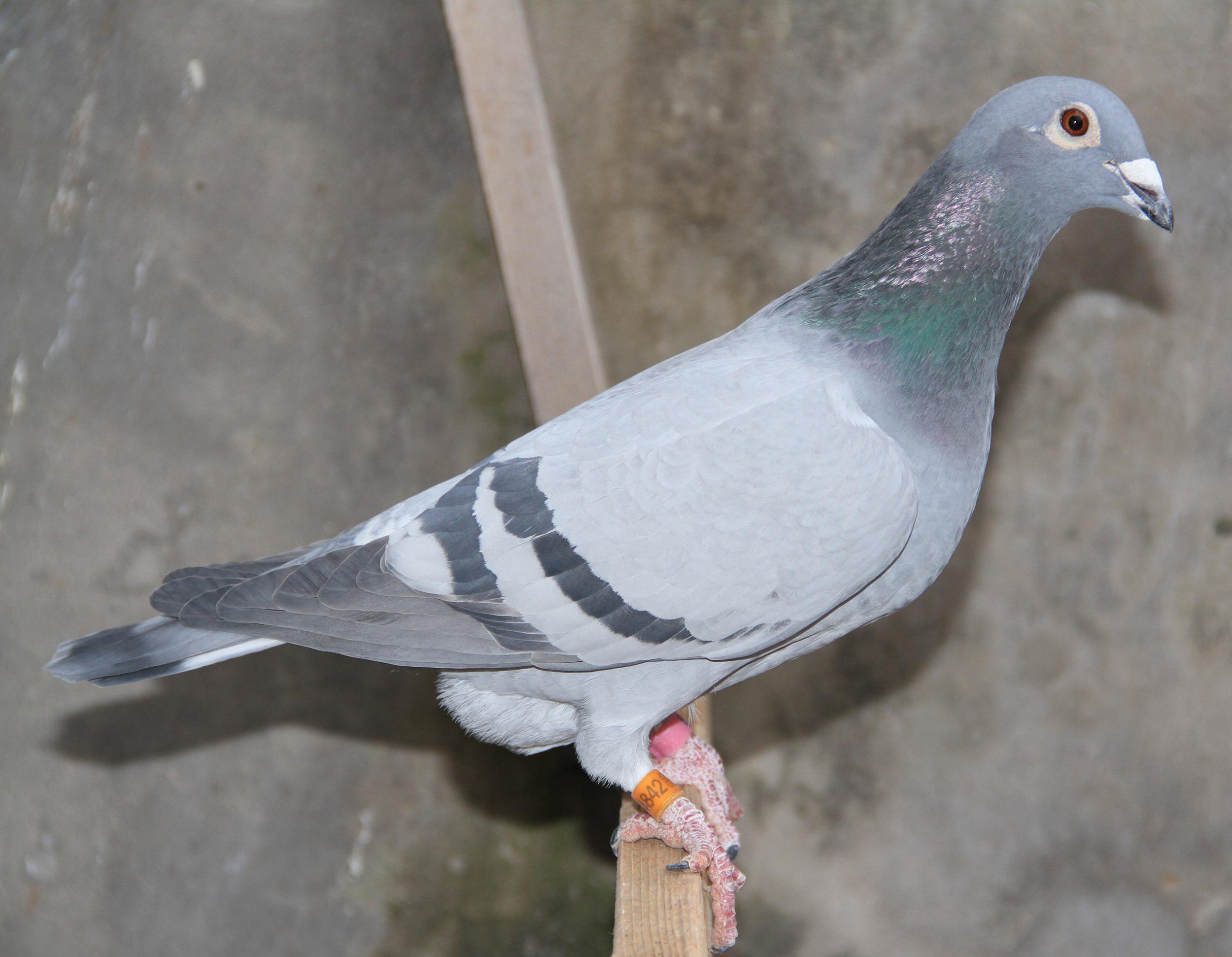 【年轻公牛】_北京巅峰鸽舍-中信网爱鸽商城