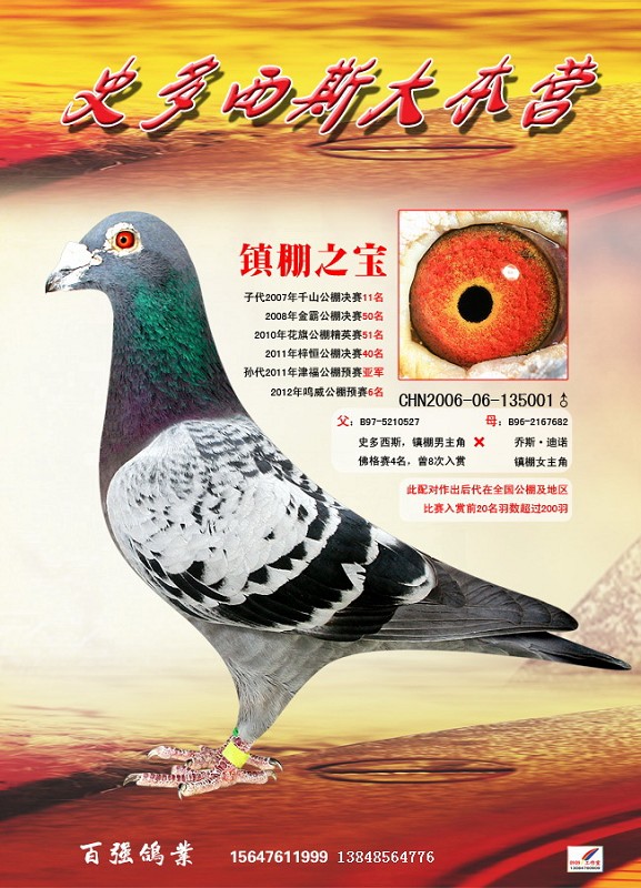史多西斯子代_百强鸽业_ag188.com爱鸽商城_中国信鸽信息网
