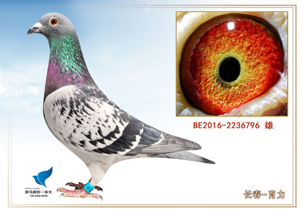 桑杰士_肖力_ag188.com爱鸽商城_中国信鸽信息网