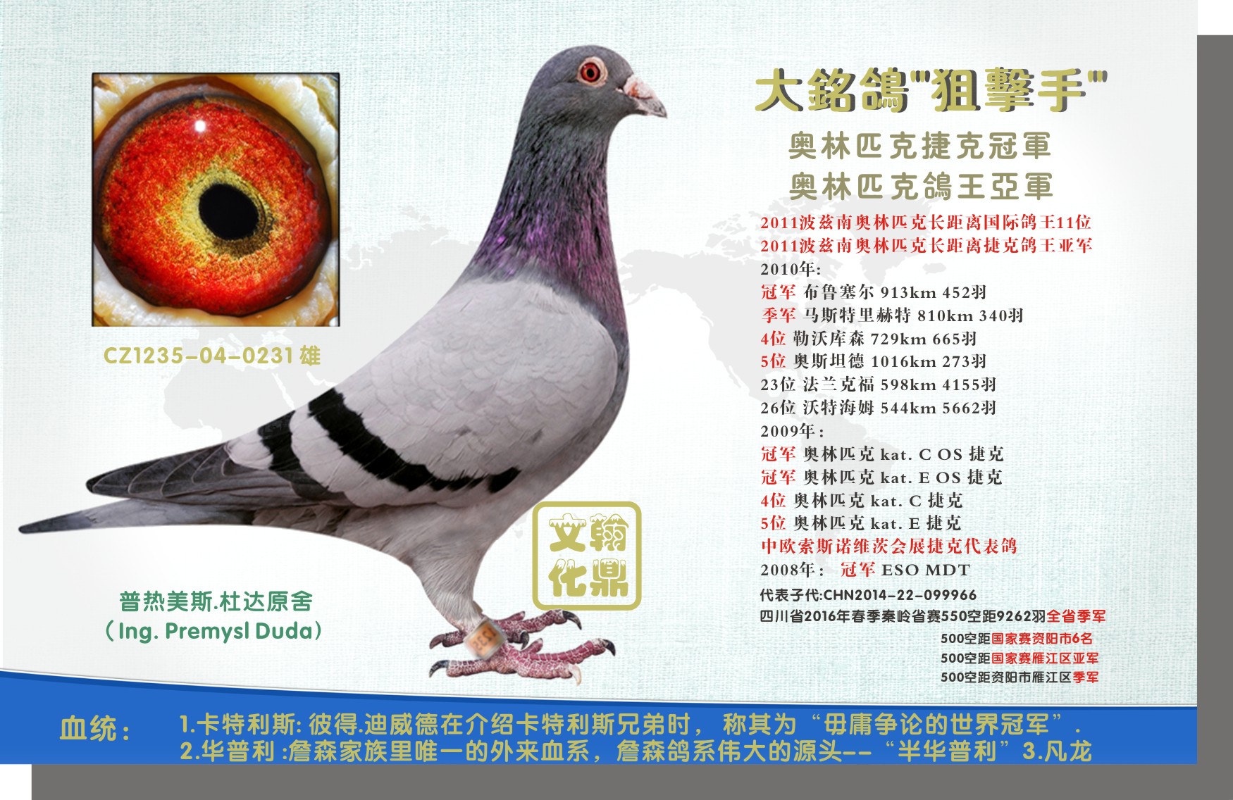 奥林匹克鸽王亚军狙击手