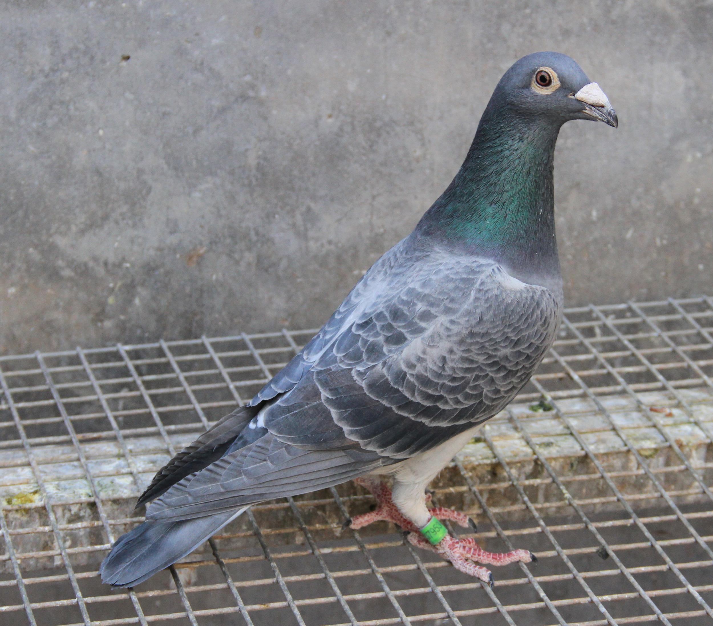 信鸽特征编 号:328041鸽 名:羽 色:铅笔灰眼 砂:紫罗兰收 藏:1人环 号