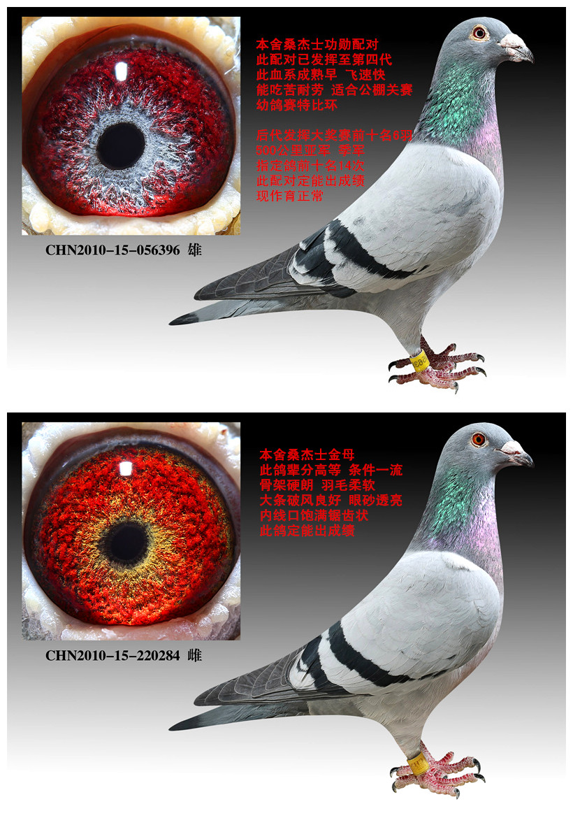 桑杰士功勋配对