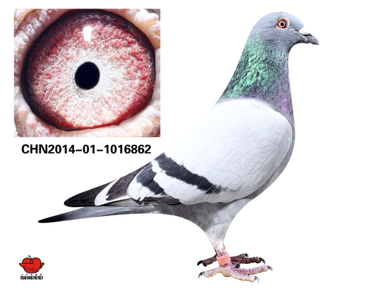 (出售)卡普奶酪小子直孙