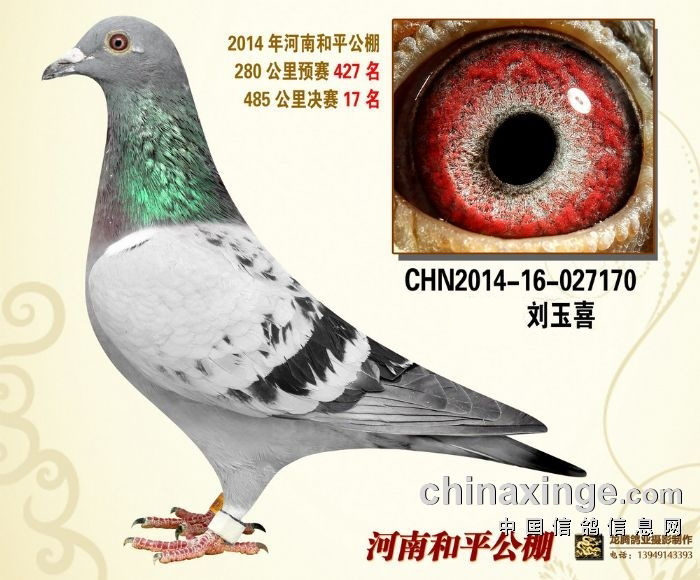 和平17_中原玉玺-中信网爱鸽商城