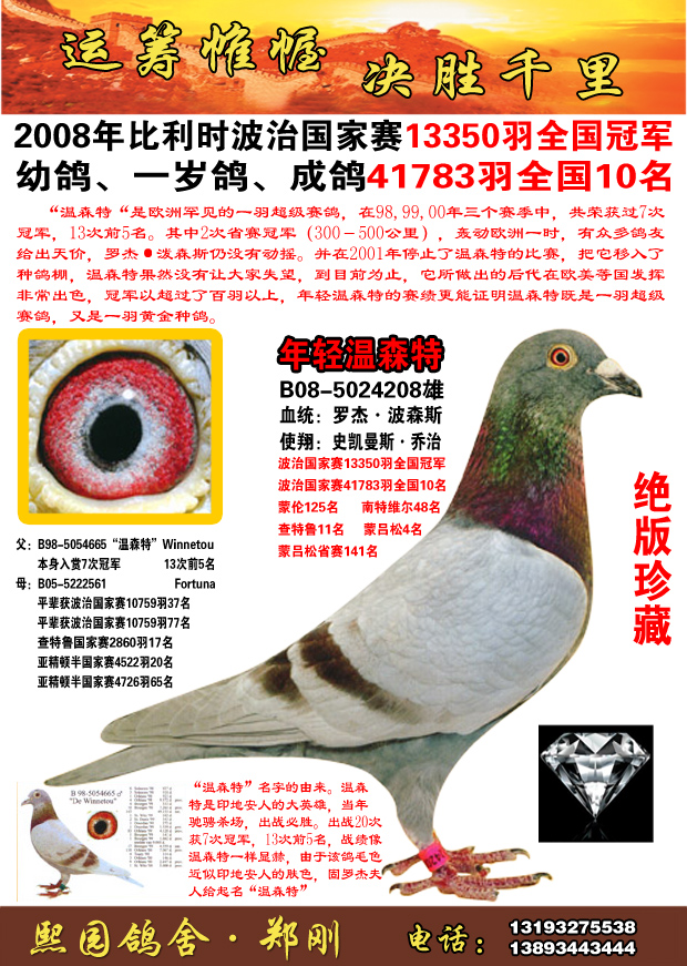 信鸽特征