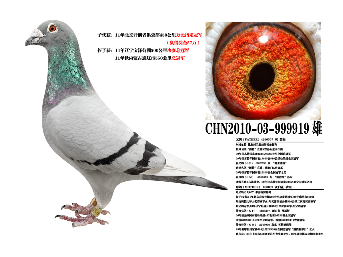 com爱鸽商城_中国信鸽信息网