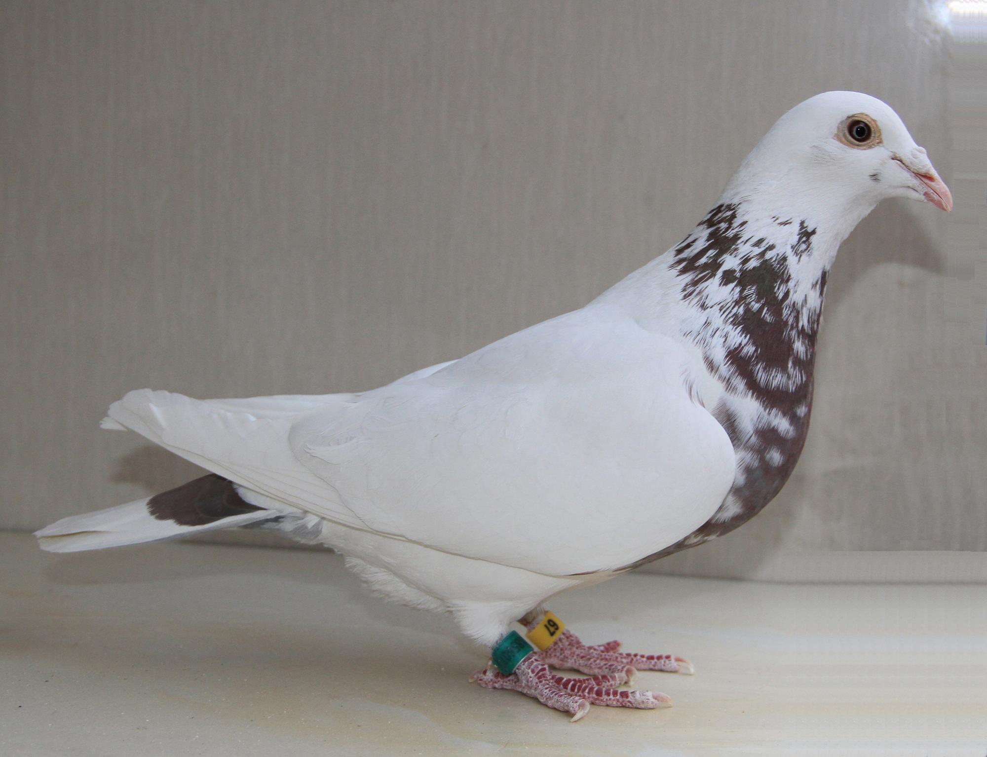 【火凤凰】_北京紫光阁_ag188.com爱鸽商城_中国信鸽信息网